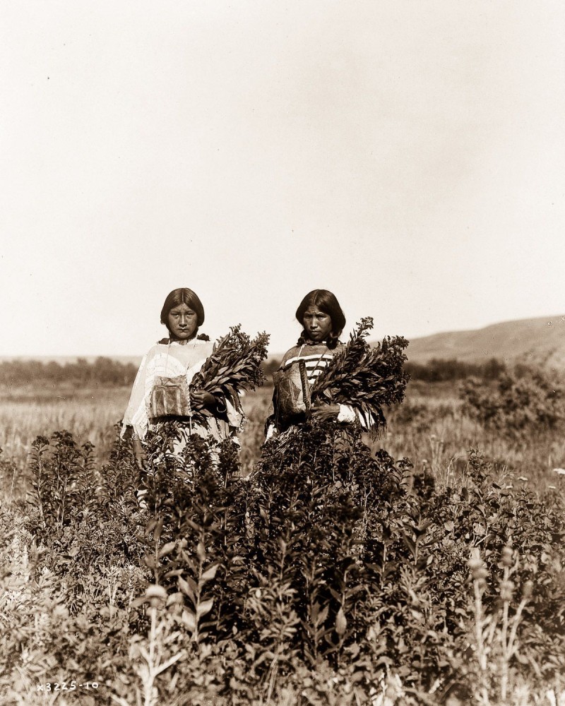 1910, Piegan girls gather goldenrod.
