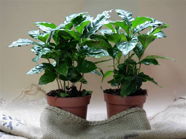 Биљка кафе, Coffea Arabica