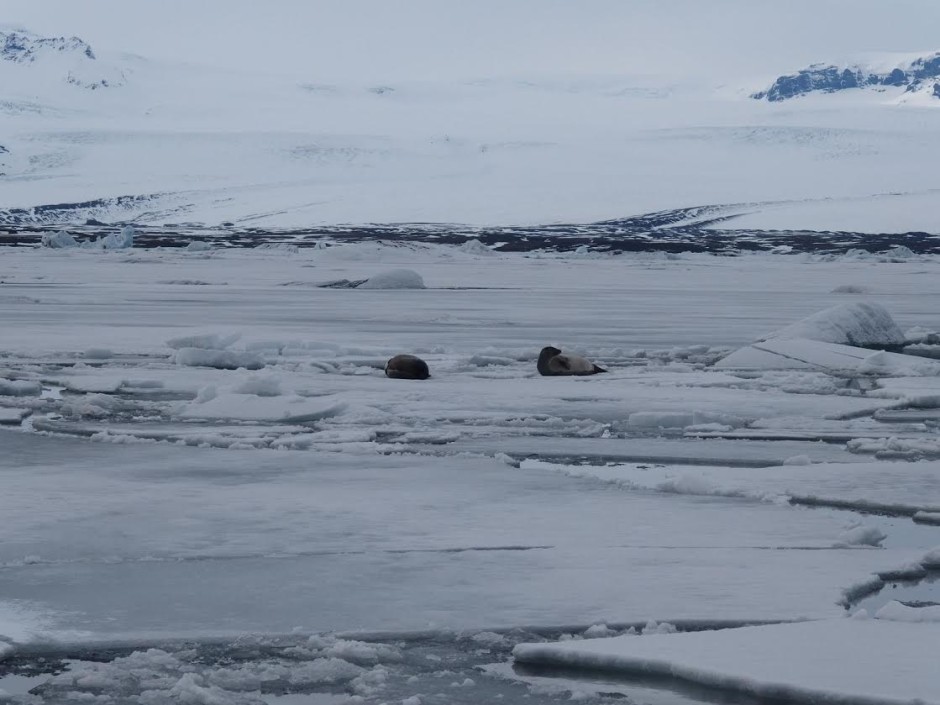 Залеђено језеро jokullsarlon, морски лавови